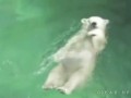 Белый-медведь-бассейн