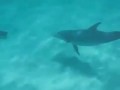 ..а дельфины доообрые ...