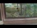Львица и ребенок в зоопарке