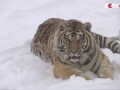 Chubby Siberian Tigers Hunt Electronic Bird of Prey