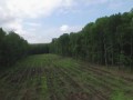 Как вырубают лес в Белгородской области