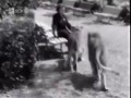 Львы дрессировщицы Бугримовой, 1956 год