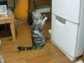 Молитва кота Холодильнику!