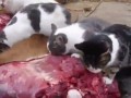 gif-cats-meat-nsfw-963688