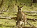 Кенгурёнок залезает в сумку кенгуру ( австралийский кенгуру, животное Австралии)