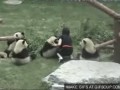 панды любят девочек
