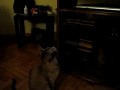 Коте смотрит телевизор
