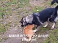 FrenDina 68. Бои между собаками и кошками. Fights between dogs and cats
