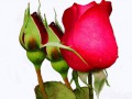 Роза любви и счастья