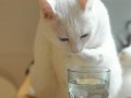 кот и стакан воды