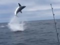 Fishermen Left in Disbelief as Hooked Shark Jumps Through the Air