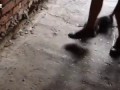 Подростки сняли на видео жестокое убийство котёнка