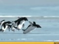 летающие пингвины