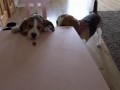 Cute Puppy's Struggle To Get Treat From a Table