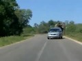 Слон напал на водителя