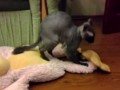 Котёнок любит обезьянку