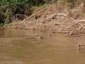Ягуар охотится на крокодила