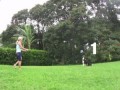 Собака играет в волейбол