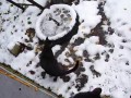 Котенок впервые увидел снег