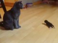 Кот и щенок