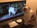 Cat watches YouTube video of herself and other cats meowing