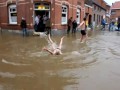 Наводнение в Бельгии 