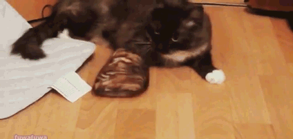 -котэ-живность-песочница-1211144