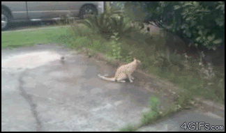 gifs_02