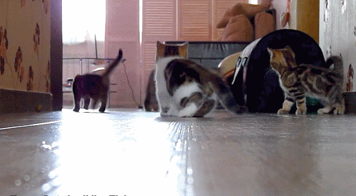 кто кинул мяч