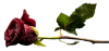 Red_Rose_Bud_with_Dew_PNG_Clipart