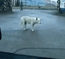 -гифки-каждый-второй-танцор-в-клубе(баре)-личное-880789