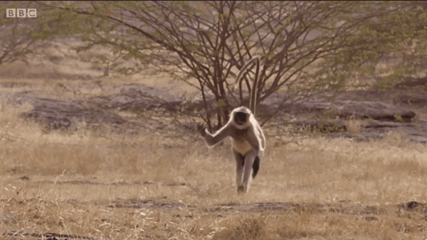 gifs_01