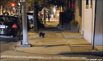 black_scaredy_cat_yapfiles.ru