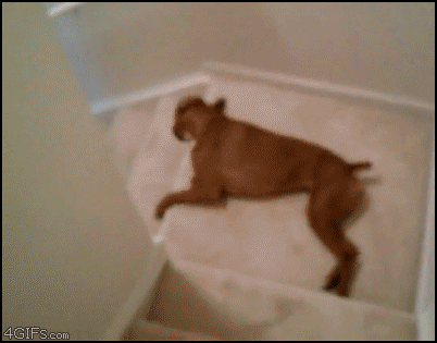 Lazy_dog_stairs_slide