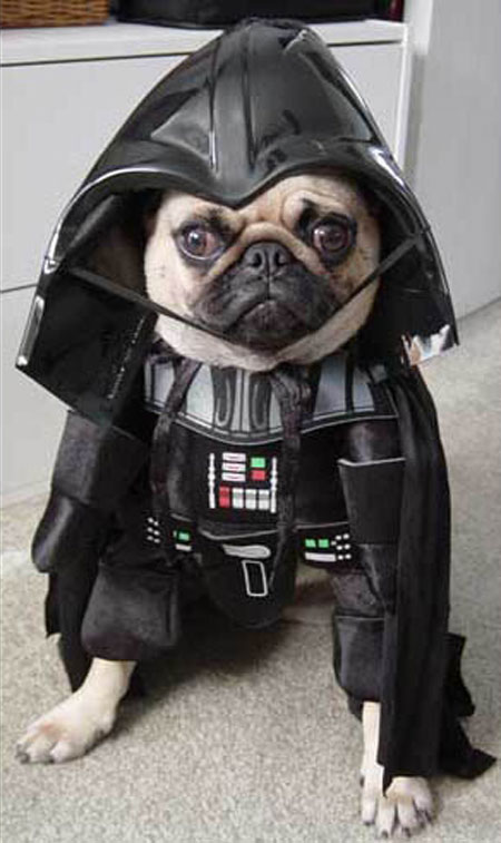 dog-costumes-12