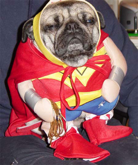 dog-costumes-15