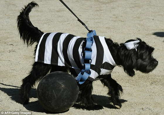 dogs-6