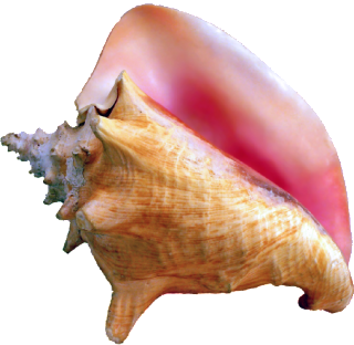 Conch_shell_211