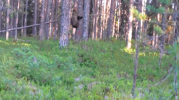 gif-19122014-001