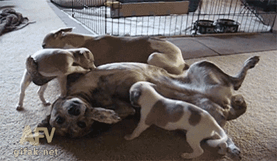 gif-21112014-010