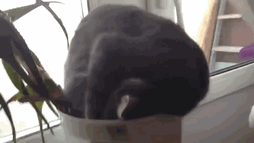 -живность-котэ-недоспал-1780366