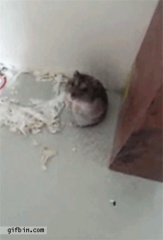 Хомяк