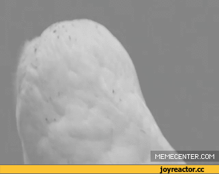 -Сова-живность-для-важных-переговоров-955953