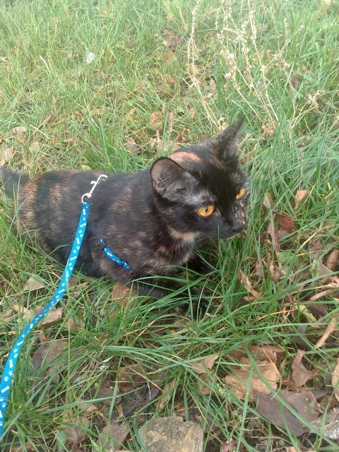 котовторник