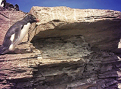 vk_com_gif_fak (4)