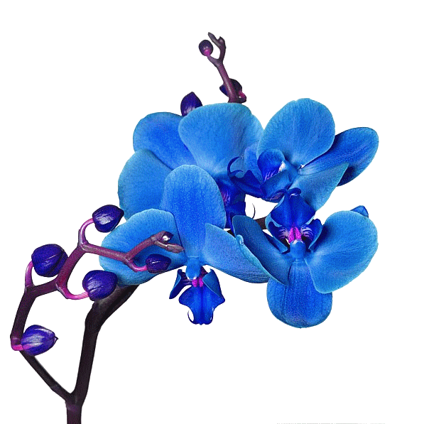 siniy_falenopsis
