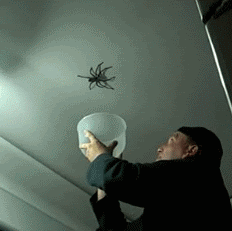 huge-spider-escapes-gif-animation