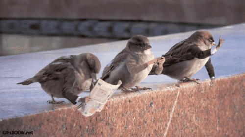 gifs_01
