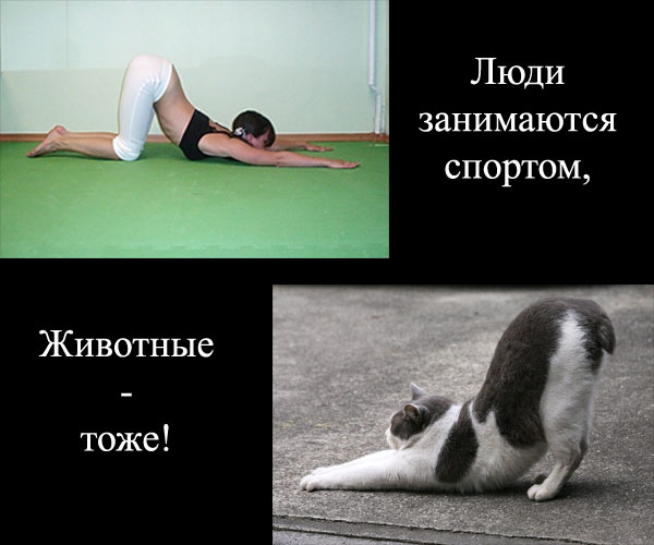 спорт