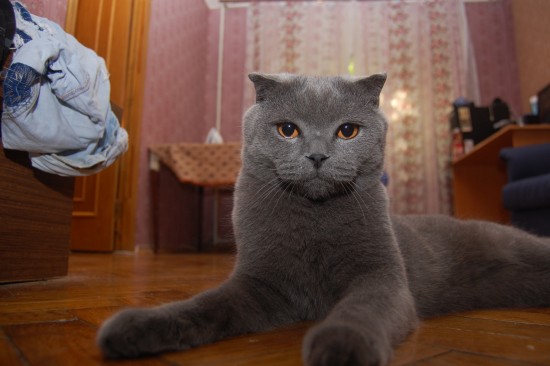 Кот